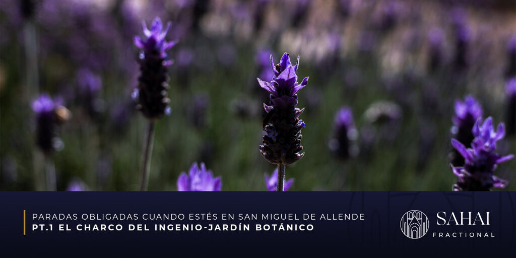 Visita San Miguel de Allende
